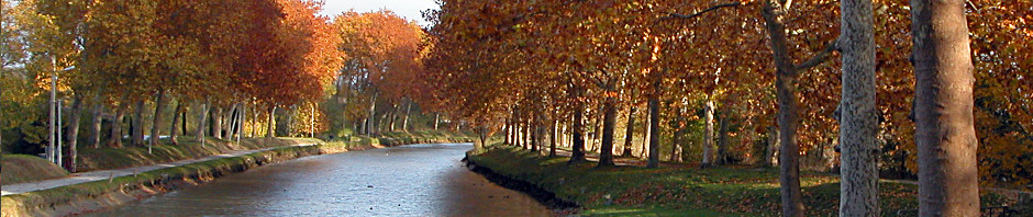 Le Canal du Midi&nbsp;: Feuilles d'automne sur les platanes à Castelnaudary.