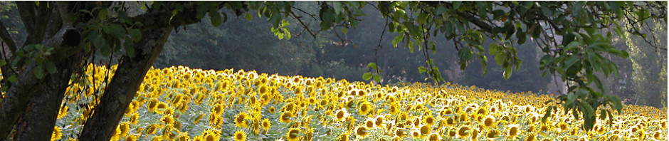 Tournesols à Naurouze, jeux d'ombres et de lumières.