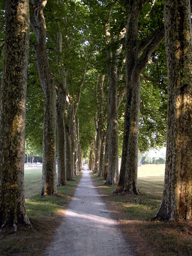 Perspective sur les platanes de l'allée centrale, en été. De grands platanes plusieurs fois centenaires...