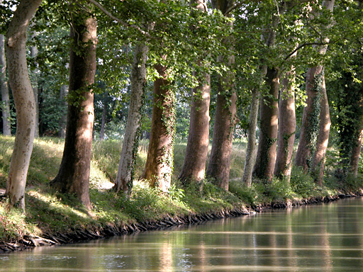 Belle rangée de platanes le long des berges du Canal du Midi, sur le bief de partage des eaux. C'est l 'été, il fait beau, mais nous sommes sous les frondaisons