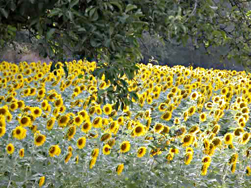 Petit champ de Tournesols