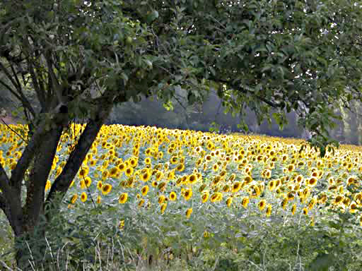 Un arbre encadre un champ de Tournesols au Seuil de Naurouze