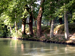 Platanes le long du canal du midi, cette photo est symétrique à celle des précédents platanes