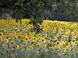 Tournesols au seuil de Naurouze