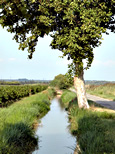 Étang asséché de Marseillette : petit canal d'irrigation bordé de vignes