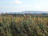 Roseaux sur l'étang asséché de Marseillette, et en toile de fond, la Montagne d'Alaric