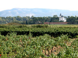 Depuis l'étang asséché de Marseillette, on aperçoit des vignes et la montagne d'Alaric.