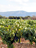 Raisins murs sur les ceps et Montagne d'Alaric