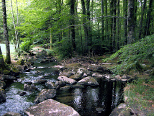 Le ruisseau descend vers la plaine dans l'ombre des forêts