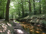 La rigole de la Montagne sous les frondaisons. Belle lumière tamisée par le feuillage des chênes et des hêtres. Couleurs vertes de la forêt