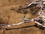 Libellule bleue posée sur une branche près de l'eau claire de la Rigole de la Montagne
