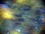 Rigole de la Montagne : Taches jaunes et bleues à travers l'eau claire