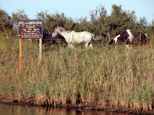 Pancarte d'avertissement aux mariniers et chevaux en toile de fond