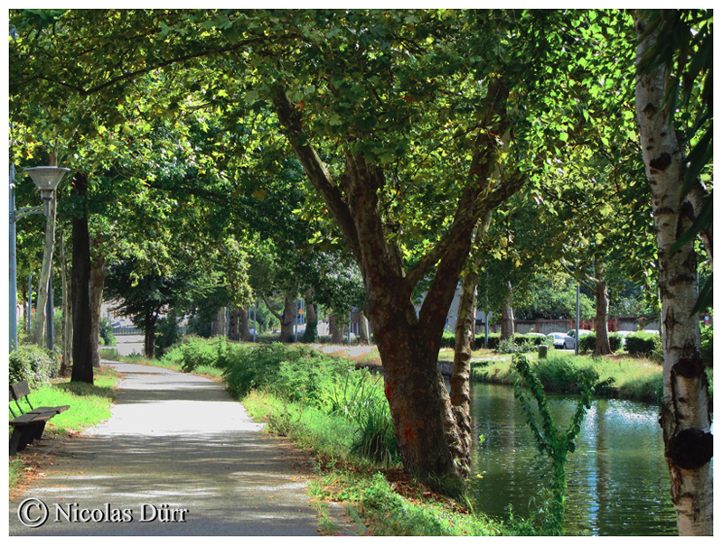 Promenade arborée sur le bief du Béarnais, 2ème bief du cours d'eau, d'une longueur de