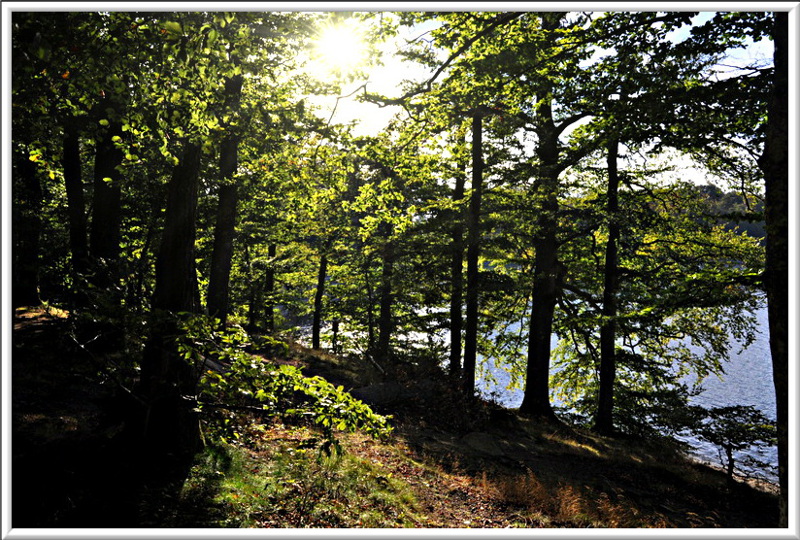 Ombres et lumières à travers les arbres