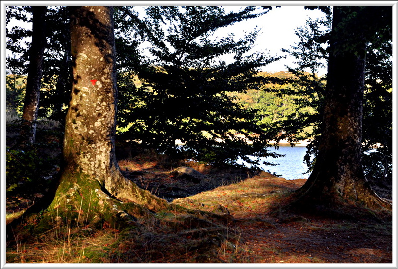 A travers la forêt...