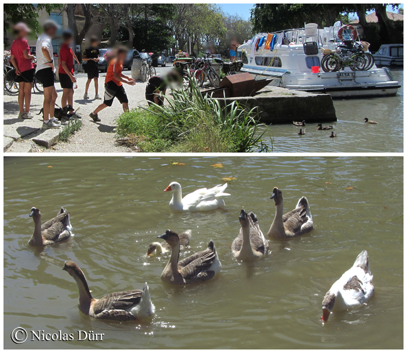 "Bipèdes", canards et cygnes au Somail