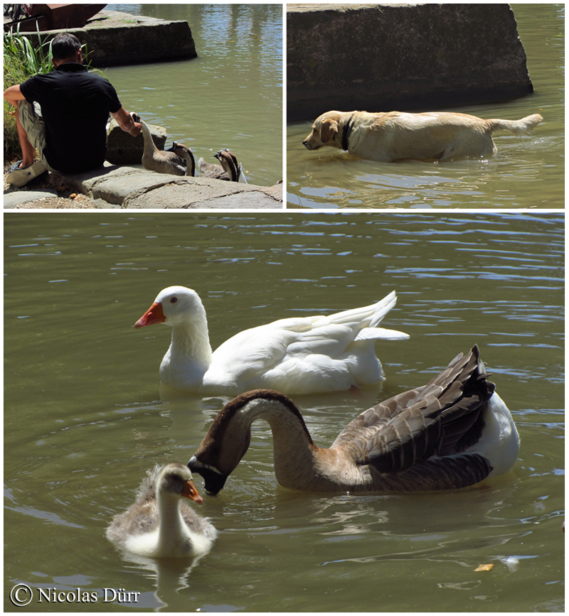 Cygne, canards et canidé au Somail