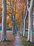 Perspective sur les platanes