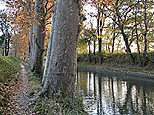 Le canal et les platanes