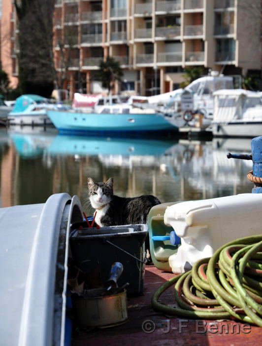 Au premier plan, un chat gris et blanc se prélasse au soleil sur le pont d'une péniche. Il regarde le photographe d'un drôle d'air... De l'autre côté du bassin, quelques bateaux et sur le fond, l'une des résidences qui sont situées tout autour du port