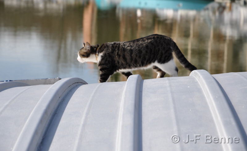 Le chat que nous avons vu sur l'image précédente se déplace doucement sur la péniche, et au second plan, on aperçoit le bassin avec quelques feflets dans l'eau.