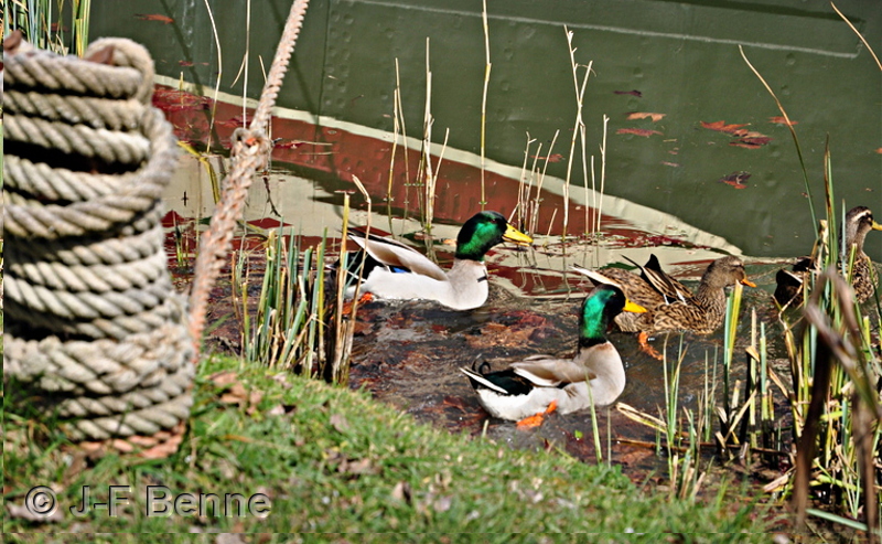 Trois canards dont deux cols verts sont coincés entre la rive et une péniche dont on aperçoit les reflets dans l'eau. À gauche, une grosse corde enroulée autour d'un piquet est destinée a amarrer la péniche dont on n'aperçoit ici que quelques reflets.